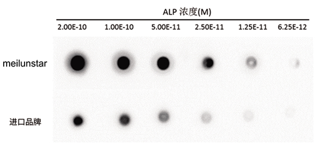 即用型CDP-Star 化学发光液（0.4mM,含增强剂）