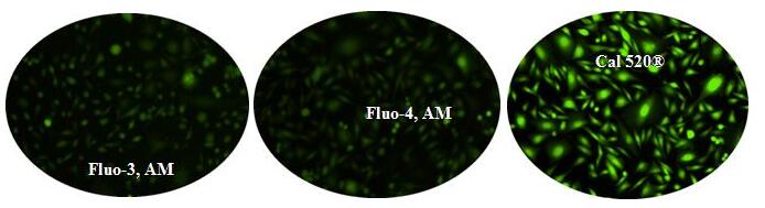 Cal-520 AM钙离子荧光探针