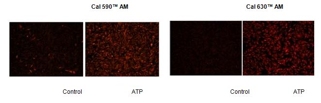 Cal-520 AM钙离子荧光探针