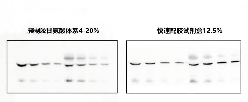 MeilunGel蛋白预制胶（8%）,12 wells,Tris-Gly,1.0mm