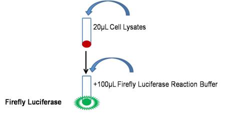 萤火虫萤光素酶报告基因检测试剂盒