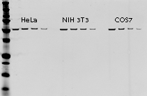 β-Tubulin Rabbit Polyclonal Antibody for Normalization
