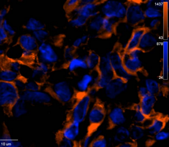 VRDye&trade; 549 Goat anti-Rabbit IgG Secondary Antibody