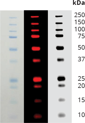 Odyssey&reg; One-Color Protein Molecular Weight Marker