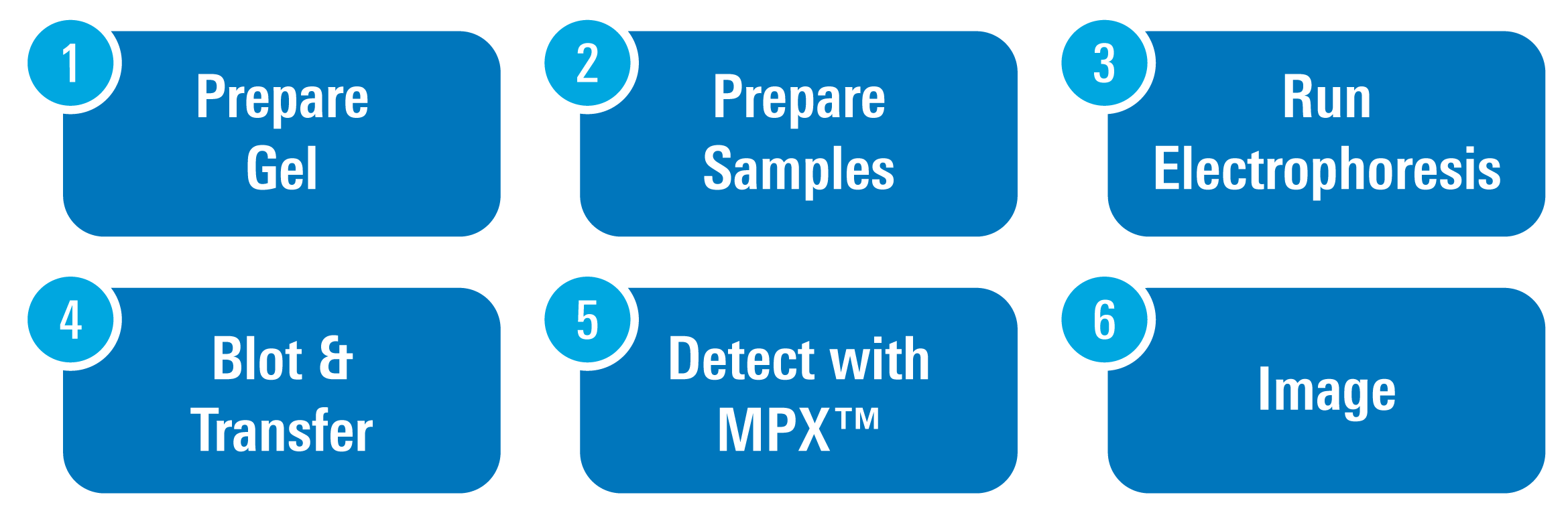 MPX™ Blotting System for Multiple-Target Western Blots
