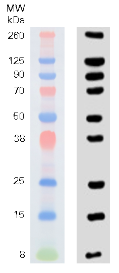 Chameleon&reg; Vue Pre-stained Protein Ladder
