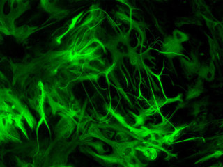 Rat Brain Cortex Astrocytes