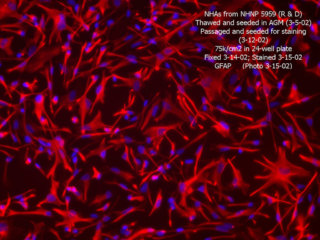 Rat Brain Cortex Astrocytes
