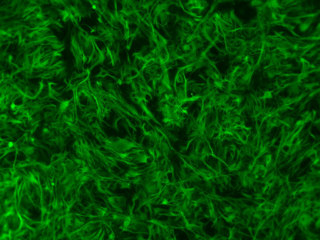 Mouse C57 Brain Mixed Astrocytes