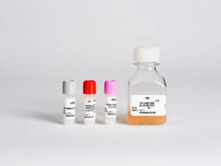 SCGM™ Stromal Cell Growth Medium BulletKit™