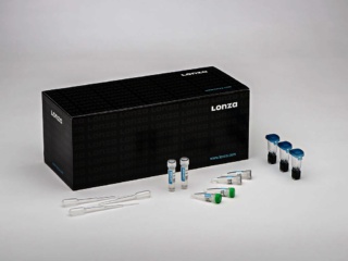 PrEC – Human Prostate Epithelial Cells