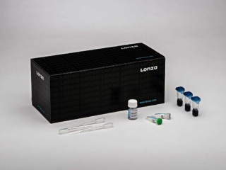 PrEC – Human Prostate Epithelial Cells