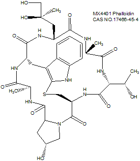 Phalloidin 鬼笔环肽 Actin荧光探针与细胞染色