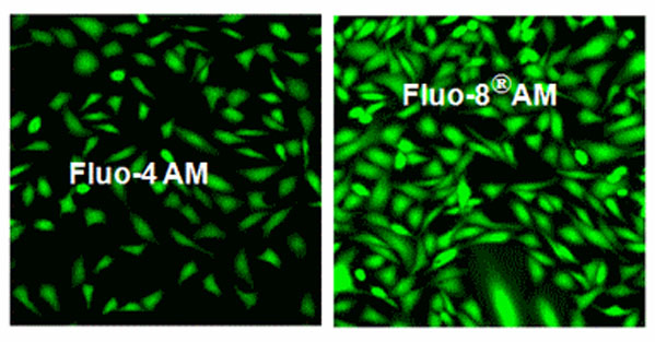 Fluo-8 AM 钙离子荧光探针系列