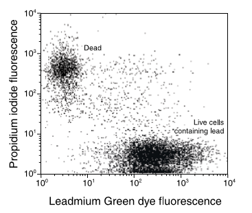 Leadmium&trade; Green AM 铅荧光探针与细胞染色