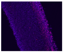 DAPI Fluoromount-G 抗荧光淬灭封片剂