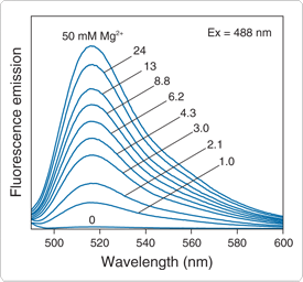 Mag-Fluo-4 AM, Cell 镁离子荧光探针