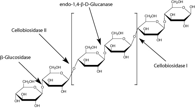 β-葡萄糖苷酶  工具酶