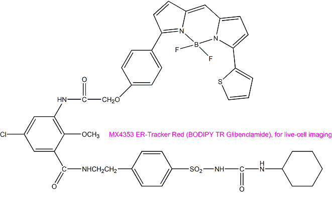 ER-Tracker Red 红色内质网荧光探针