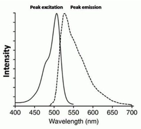 CellRox Green 氧化应激检测探针绿色