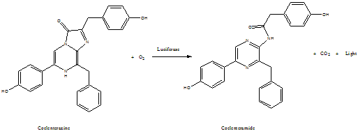 Coelenterazine h 腔肠素h