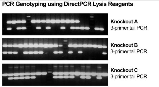 DirectPCR Lysis Reagent （Mouse Tail）
