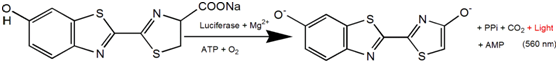 D-Luciferin Sodium 荧光素钠 活体成像底物