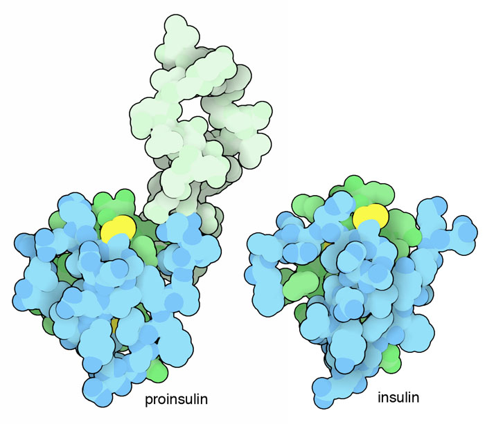 Human insulin 重组人胰岛素 培养基