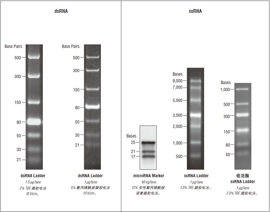 NEB代理 , Markers 和 Ladders (DNA/RNA 和蛋白质) , RNA Markers 和 Ladders