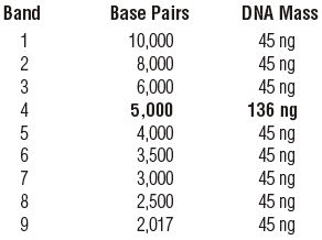 NEB代理 , Markers 和 Ladders (DNA/RNA 和蛋白质) , DNA Ladders