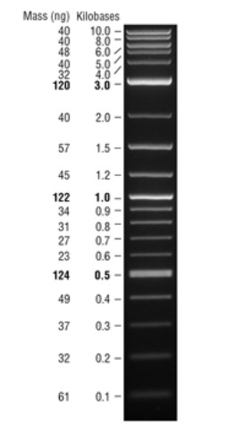 NEB代理 , Markers 和 Ladders (DNA/RNA 和蛋白质) , DNA Ladders