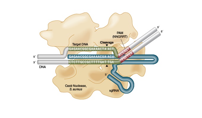 NEB代理 , 基因编辑 , 应用于CRISPR工作流程中的NEB特色产品