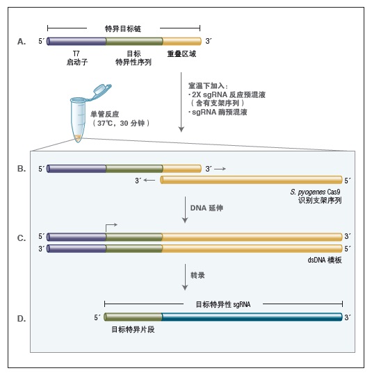 NEB代理 , 基因编辑 , 应用于CRISPR工作流程中的NEB特色产品