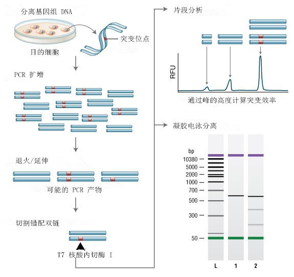 NEB代理 , 基因编辑 , 应用于CRISPR工作流程中的NEB特色产品