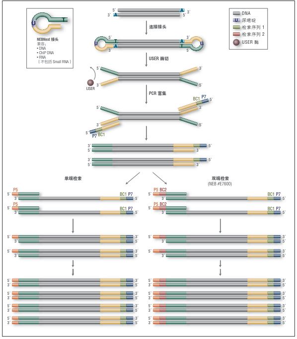 NEB代理 , RNA 试剂 , 二代测序 RNA 文库制备试剂