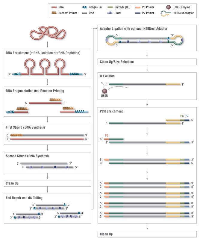 NEB代理 , RNA 试剂 , 二代测序 RNA 文库制备试剂