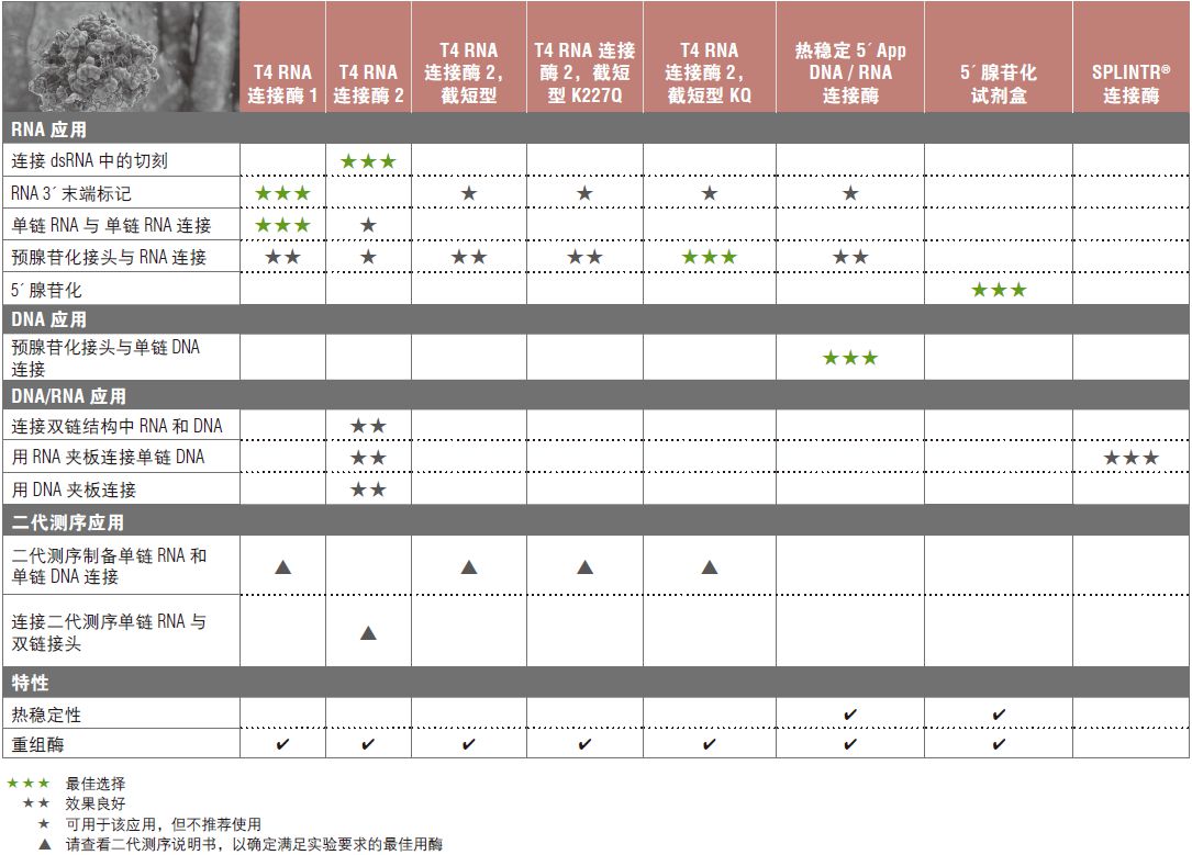 NEB代理 , RNA 试剂 , RNA 连接酶和修饰酶