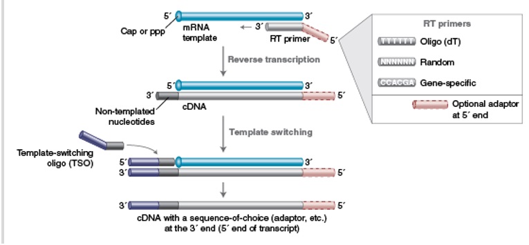 NEB代理 , RNA 试剂 , cDNA 合成