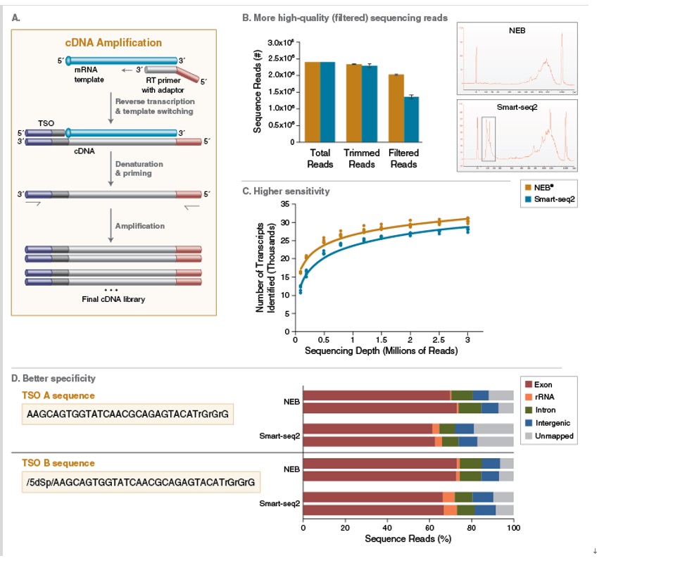 NEB代理 , RNA 试剂 , cDNA 合成