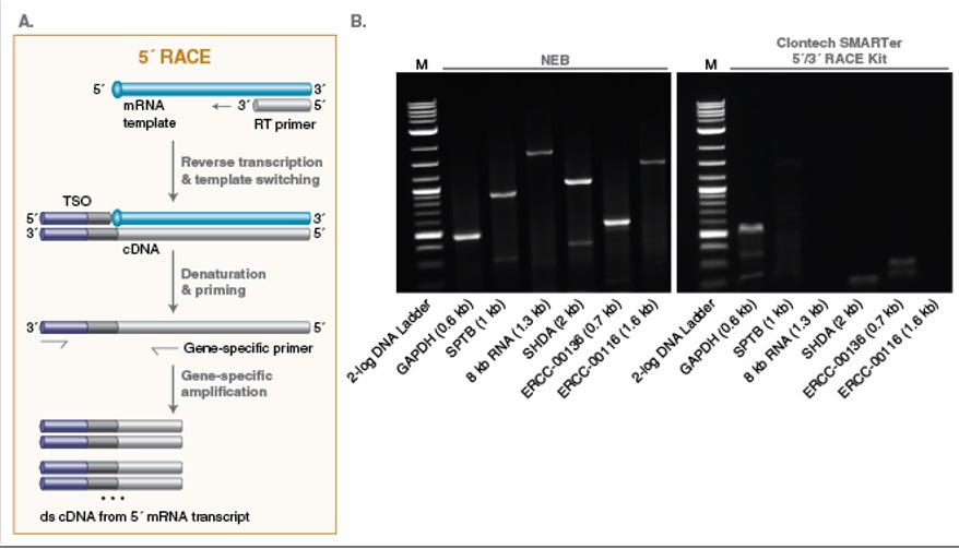 NEB代理 , RNA 试剂 , cDNA 合成