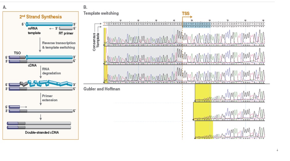 NEB代理 , RNA 试剂 , cDNA 合成