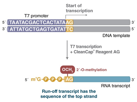 NEB代理 , RNA 试剂 , RNA 合成
