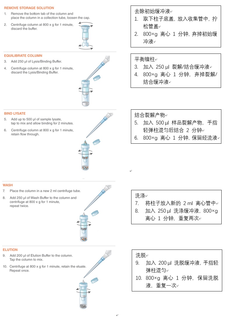 NEB代理 , 蛋白表达和纯化技术 , 表达系统 ：大肠杆菌