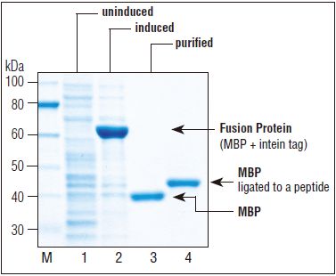 NEB代理 , 蛋白表达和纯化技术 , 表达系统 ：大肠杆菌