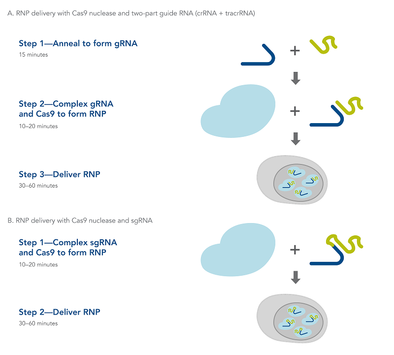 IDT埃德特 编辑基因组Alt-R® CRISPR-Cas9 crRNA