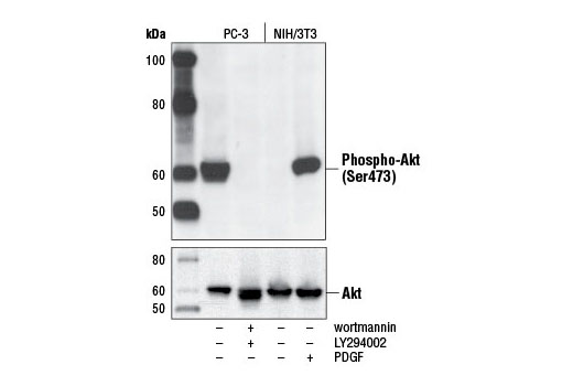 CST   Phospho-Akt (Ser473) (D9E) XP ® Rabbit mAb  4060T 4060L 4060S