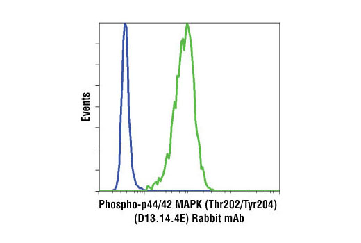 CST  Phospho-p44/42 MAPK (Erk1/2) (Thr202/Tyr204) (D13.14.4E) XP ® Rabbit mAb  4370S 4370L 4370T