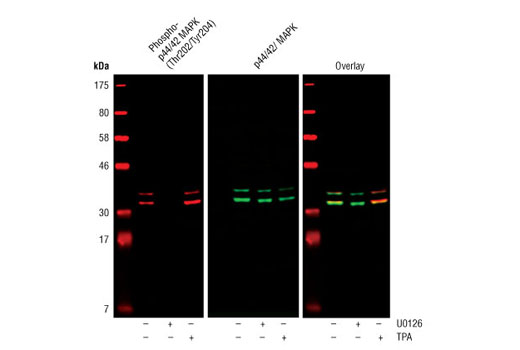 CST  Phospho-p44/42 MAPK (Erk1/2) (Thr202/Tyr204) (D13.14.4E) XP ® Rabbit mAb  4370S 4370L 4370T